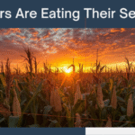 Pay peanuts, Get monkeys